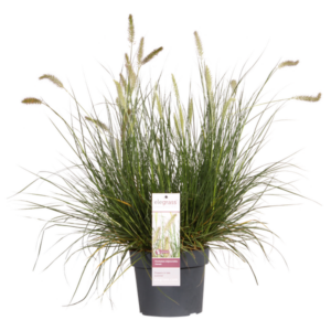Pennisetum alopecuroides 'Hameln' - Ø19cm - ↕40cm - Ø19 - ↨40cm