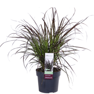 Pennisetum x advena 'Summer Samba' - Ø19cm - ↕50cm