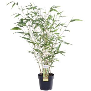 Phyllostachys aureosulcata 'Aureocal' - Gele stam bamboe - Ø14cm - ↕40cm