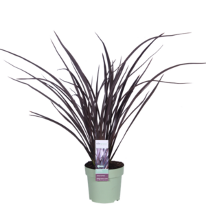 Phormium 'Rubra Nana' - Ø14cm - ↕50cm