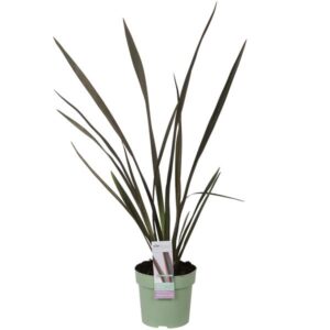 Phormium 'Sundowner' - Ø14cm - ↕50cm