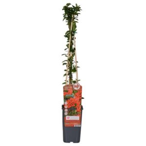 Pyracantha coccinea 'Red Column' - Ø15cm - ↕65cm