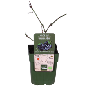 Rubus idaeus Lochness - Bramen - Ø13cm - ↕45cm
