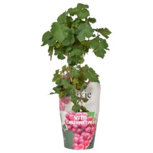 Vitis Pixie Cabernet Franc - Ø14cm - ↕30cm - Ø14 - ↨30cm