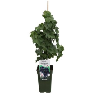 Vitis Pixie Pinot Noir - Blauwe wijndruif - Ø21cm - ↕70cm - Ø19 - ↨65cm