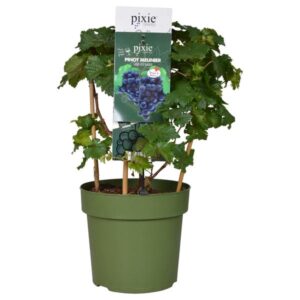 Vitis Pixie Pinot Noir - Blauwe wijndruif - Ø21cm - ↕70cm - Ø21 - ↨70cm