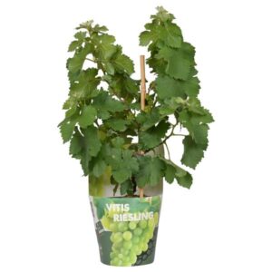 Vitis Pixie Riesling - Witte wijndruif - Ø14cm - ↕30cm - Ø14 - ↨30cm