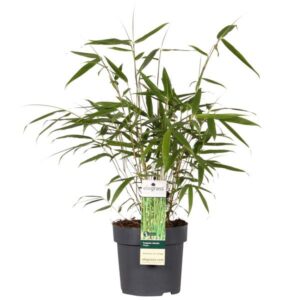 Fargesia robusta 'Pingwu' - Ø14cm - ↕40cm