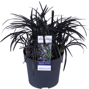 Ophiopogon planiscapus Nigrescens - Ø14cm - ↕30cm