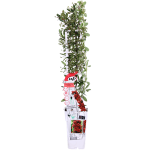 Pyracantha coccinea Red Star - Ø23cm - ↕75cm - Ø15 - ↨65cm