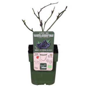 Rubus fruticosus 'Black Satin' - Doornloze Braam - Ø13cm - ↕45cm