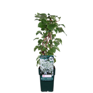 Hydrangea petiolaris - Klimhortensia - Ø15cm - ↕65cm