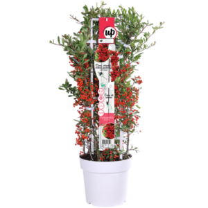 Pyracantha coccinea Red Star - Ø23cm - ↕75cm - Ø23 - ↨75cm