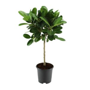 Ficus benghalensis Petite Audrey - Ø21cm - ↕75cm