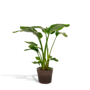Strelitzia Nicolai - Ø19cm - ↕90cm + Mand Igmar