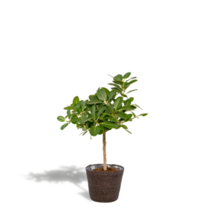 Ficus benghalensis Petite Audrey - Ø21cm - ↕90cm + Mand Igmar