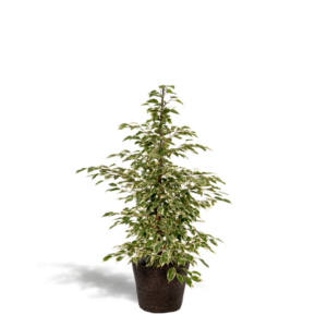 Ficus benjamina Twilight - Ø21cm - ↕95cm + Mand Igmar