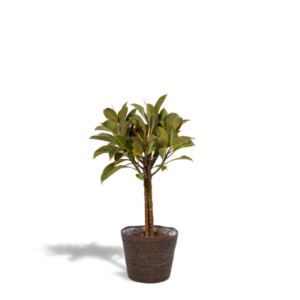 Ficus elastica Melany stam - ↨90cm - Ø21cm + Mand Igmar