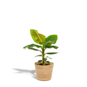 Musa Dwarf Cavendish - Ø21cm - ↕90cm + Mand Selin