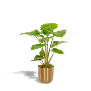 Alocasia Portodora - Ø21cm - ↕80cm + Pot Mayk Gold