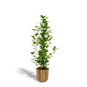 Ficus microcarpa Moclame - Ø21cm - ↕95cm + Pot Mayk Gold