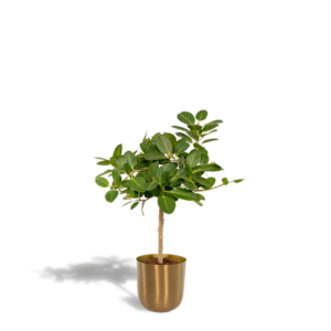 Ficus benghalensis Petite Audrey - Ø21cm - ↕90cm + Pot Mayk Gold