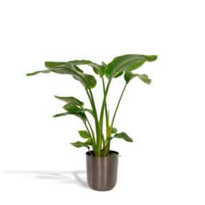 Strelitzia Nicolai - Ø19cm - ↕90cm + Pot Mayk Lead