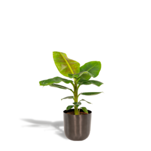 Musa Dwarf Cavendish - Ø21cm - ↕90cm + Pot Mayk Lead
