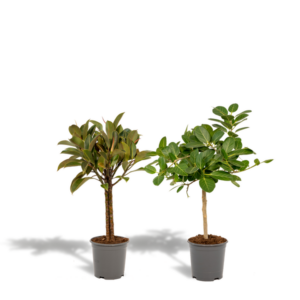 Ficus Elastica Melany - Ø21cm - ↕85cm + Ficus Benghalensis Audrey - Ø21cm - ↕85cm