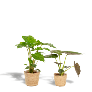 Alocasia Wentii - Ø19cm - ↕60cm + Alocasia Portodora - Ø19cm - ↕75cm + Mand Selin