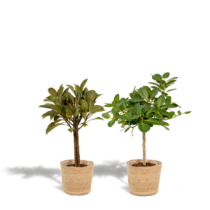 Ficus Elastica Melany - Ø21cm - ↕85cm + Ficus Benghalensis Audrey - Ø21cm - ↕85cm + Mand Selin