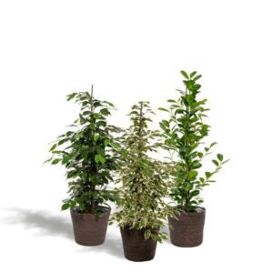 Ficus Benjamina Danielle - Ø21cm - ↕95cm + Ficus Benjamina Twilight - Ø21cm - ↕95cm + Ficus Microcarpa Moclame - Ø21cm - ↕95cm + Mand Igmar