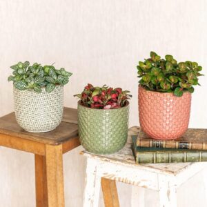 Fittonia