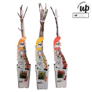 3x Campsis Summer Deal - Campsis Summer Jazz Fire Trumpet - Campsis Summer Jazz Gold Trumpet - Campsis Indian Summer - ↨65cm - Ø15cm