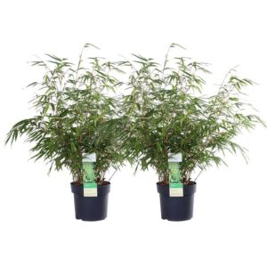 2x Fargesia rufa - ↨60cm - Ø19