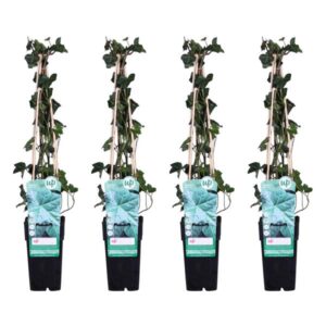 4x - Hedera hibernica - ↨65cm - Ø15