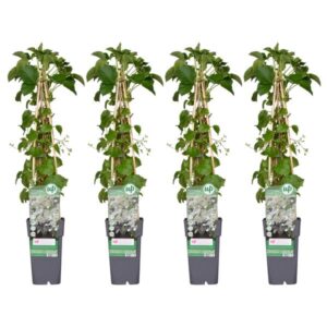 4x - Hydrangea petiolaris - ↨65cm - Ø15