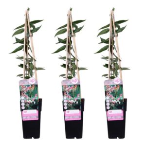 3x - Lonicera henryi - ↨65cm - Ø15