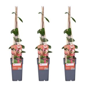 3x - Lonicera periclymenum 'Belgica' - ↨65cm - Ø15