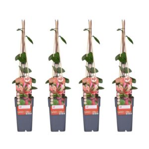 4x - Lonicera periclymenum 'Belgica' - ↨65cm - Ø15