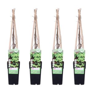 4x - Parthenocissus tricuspidata 'Veitch Boskoop' - ↨65cm - Ø15