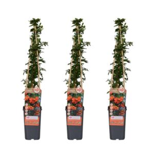 3x - Pyracantha 'Orange Glow' - ↨65cm - Ø15