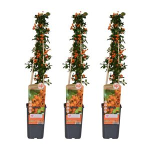 3x - Pyracantha 'Soleil dOr' - ↨65cm - Ø15