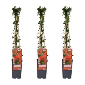 3x - Pyracantha coccinea 'Red Column' - ↨65cm - Ø15