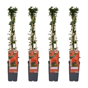4x - Pyracantha coccinea 'Red Column' - ↨65cm - Ø15