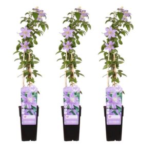 3x - Clematis Justa - ↨65cm - Ø15