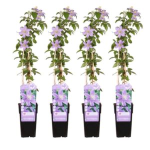 4x - Clematis Justa - ↨65cm - Ø15