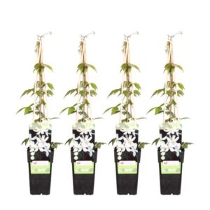 4x - Clematis Montana 'Grandiflora' - ↨65cm - Ø15