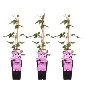 3x - Clematis Montana 'var. rubens' - ↨65cm - Ø15