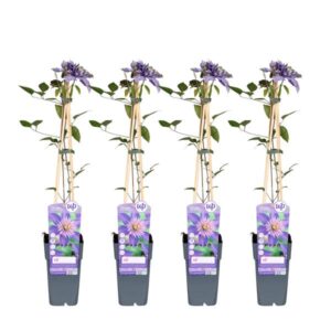 4x - Clematis Multi Blue - ↨65cm - Ø15